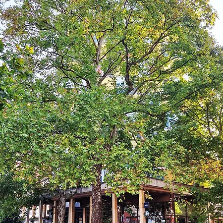 Centar Daire Podgoriçe